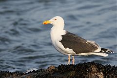 Great Black-backed Gull